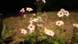 How to Send Pictures from a Computer to a Cellphone Instructional Video