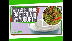 Why Are There Bacteria In My Yogurt? Instructional Video
