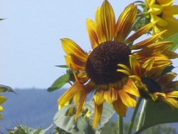 Verano: plantas y animales en verano Instructional Video