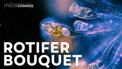 These Rotifers Glue Themselves Together Instructional Video