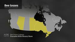 Parasitic mites cause anxiety for beekeepers News Clip