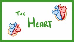 GCSE Biology - The Heart #23 Instructional Video