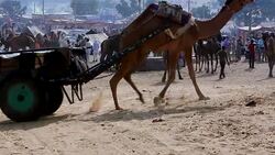 Pushkar Camel Fair, India Stock Footage