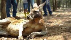 A family with two children visited an organic farm Stock Footage