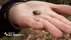 Can We Eat All Insects? A Culinary Experiment Instructional Video