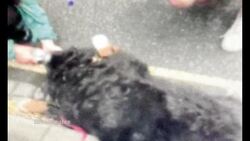 Dog owners left grieving after pet’s journey to England | Go Public News Clip