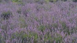 Lavender flower swinging with breeze Stock Footage