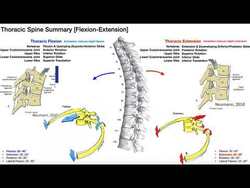 RE-UPLOAD: Rib Movement | Coupled with Lateral Flexion & Rotation Instructional Video