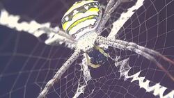 Spider eating insect Stock Footage