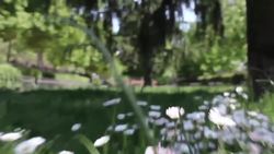 Dogs! Learning about Dog Facts for Kids Instructional Video