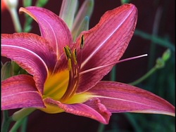 Plantas con flores: partes de la flor Instructional Video