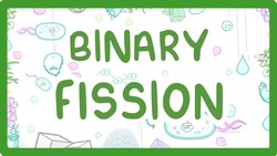 Binary Fission - How Do Bacteria Divide? #12 Instructional Video
