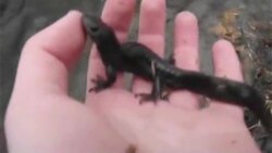 Burlington Salamanders Crossing News Clip