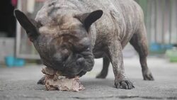 Senior Asian man feed food to french two bulldog. Concept: a parodist dog, favorite animals, true friends, a dog's pedigree, a friend's dog, a small wool, play Stock Footage