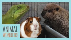 Thriving vs Surviving Instructional Video