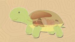 I WONDER - How Does A Tortoise Breathe Inside Its Shell? Instructional Video