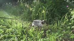 Young cat, kitten, Siam oriental group, Mekong bobtail walks on a lead in a green grass Stock Footage
