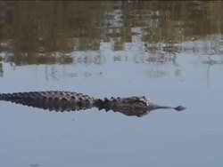 Comparing Ecosystems: Desert vs Swamp Instructional Video