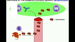 Summary of the Adaptive Immune System [T & B Cells] Instructional Video