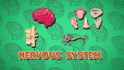 I WONDER - What Organs Are Part Of The Nervous System? Instructional Video