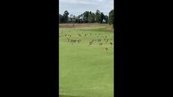 Forget storming the court — these kangaroos stampeded across the links News Clip