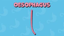 I WONDER - How Long Does It Take For Food To Get To Our Stomachs? Instructional Video