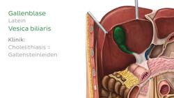Leber in situ Instructional Video