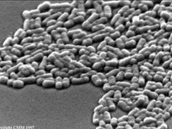 Introduction to the Five Kingdoms of Life Instructional Video