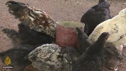 Young Zimbabweans turn to farming to survive News Clip