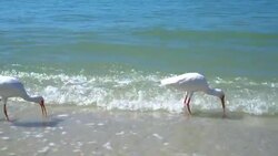 4K American White Ibis feeding on the beach in Florida Stock Footage
