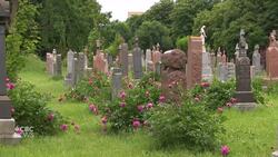 New online platform lets you navigate Montreal’s most famous cemetery News Clip
