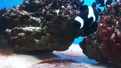 Anemone Fish in underwater world of deep sea animal and coral with sea anemone Stock Footage