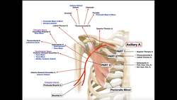 Axillary Artery - Branches & Divisions Instructional Video