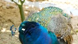 Elegant wild exotic bird with colorful artistic feathers. Close up of peacock textured plumage. Flying Indian green peafowl (Pavo cristatus) in real nature, vibrant pattern of luminous tail and wings. Stock Footage
