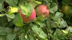 State officials say yellowjacket population in Connecticut is growing News Clip