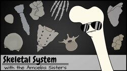 Skeletal System Instructional Video