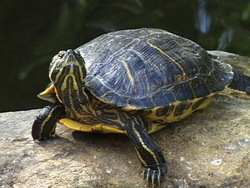 ¿Qué es un reptil?: introducción Instructional Video