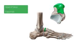 Talus Instructional Video