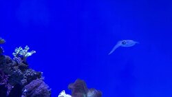 A squid swimming backwards Stock Footage