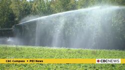 Prince Edward Island potato farmers brace for crop losses due to this summer's lack of rain News Clip