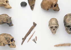 Homo Habilis and Boisei Instructional Video