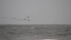 Hurricane Sandy: The Meteorology Instructional Video