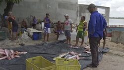 CLEAN : Brazilian fishermen's sales drop following oil spills News Clip