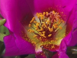 Actividades de las plantas: flores Instructional Video