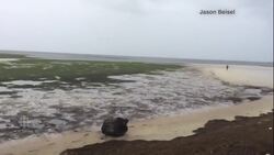 Hurricane Irma blows into Tampa News Clip