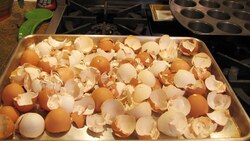 Healthy Foods to Feed Your Dog Instructional Video