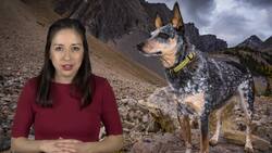 Tail-Wagging Alphabet: P to T Instructional Video