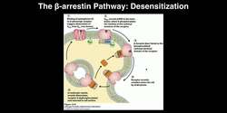Biosignaling - Receptor Desensitization by Beta-arrestin Instructional Video