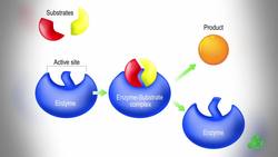 Making Reactions Go Faster Since the 1700s | Great Minds: Elizabeth Fulhame Instructional Video