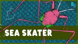 The Ocean Bug That Can't Get Wet Instructional Video